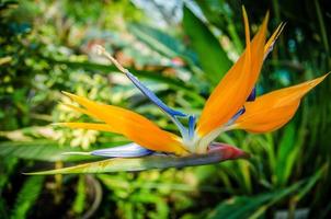 beautiful Bird of Paradise flower Strelitzia reginae isolated in green background, photo