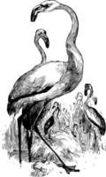 Flamingoes vintage illustration vector