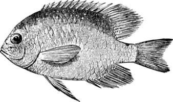 pomacentrus, ilustración antigua. vector