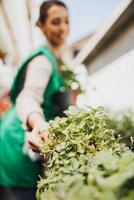 Greenhouse Worker With Plants photo