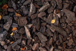 Pieces of pine bark are carpeted on the surface of the earth. Concept of soil mulching in landscape design. photo