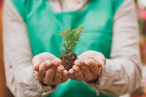 manos de mujer sosteniendo una planta en crecimiento de ciprés foto