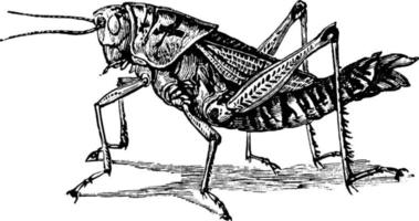 Lubber Grasshopper, vintage illustration. vector