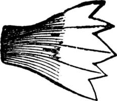Wedge-Shaped Leaf, vintage illustration. vector