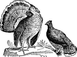 urogallo superado o aves de caza, ilustración vintage. vector