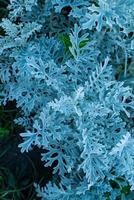 openwork leaves of Cineraria maritime, silver ornamental plant, gray green leaves, photo