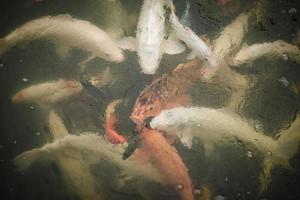 Colorful koi fish in water pools, photo