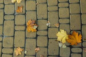 a branch with green leaves on the floor of gray stone slabs photo