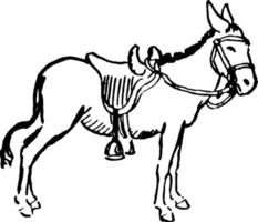 Donkey, vintage illustration vector