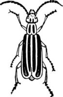 Blister Beetle, vintage illustration. vector
