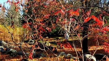 jardín de otoño de japón foto