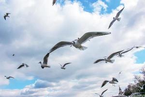 las gaviotas volando libremente en el cielo y buscando la comida. foto