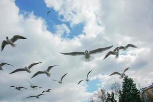 The gulls freely flying in the sky and looking for the food. photo