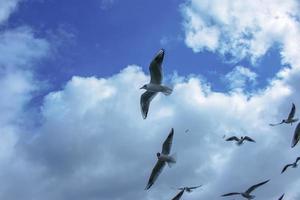 The gulls freely flying in the sky and looking for the food. photo