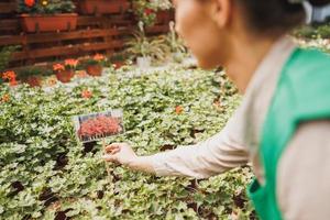 Woman Working In Plant Nursery And Taking Care Of Potted Plants photo