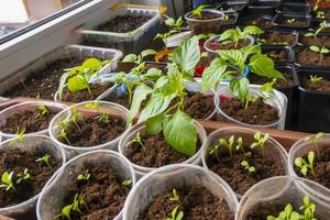 seedlings grow in a pot at home. Sprouted seedlings are planted on a black tray and watered from a watering can. photo