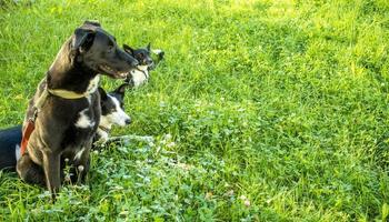 head shot of three dogs of blurry green background. Side profile view photo