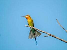 Blue-tailed bee-eater perched on tree photo