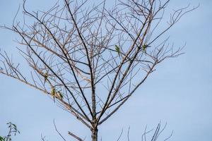 Rose-ringed Parakeet perched on dry tree photo