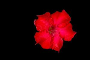 Adenium Obesum on black background photo