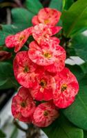 Crown of thorns plant blooming in the garden photo