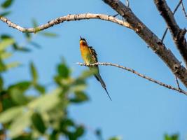 Blue-tailed bee-eater perched on tree photo