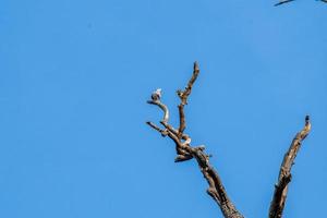birds perched on dry tree photo