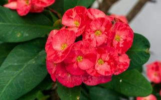 Crown of thorns plant blooming in the garden photo