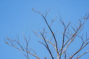 pájaros posados en árboles secos foto