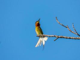 Blue-tailed bee-eater perched on tree photo