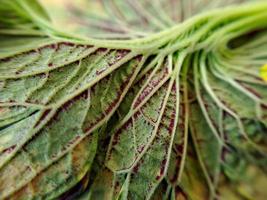 Las hojas de col de col rizada son de color verde brillante y tienen una textura de fibra orgánica arrugada. adecuado para fondo de pantalla foto