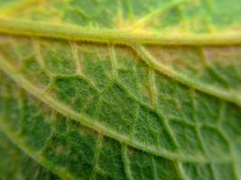 Las hojas de col de col rizada son de color verde brillante y tienen una textura de fibra orgánica arrugada. adecuado para fondo de pantalla foto