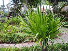 These large, clustered bromeliads form narrow, leathery rosettes with prickly edges and drooping tips photo