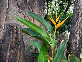 Heliconias are one of the most tropical plants. It is a must to have in the garden to create a tropical paradise photo