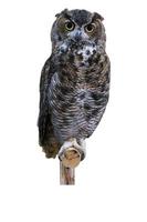 Eurasian eagle owl or Bubo bubo, a species of eagle owl  isolated on white background. photo