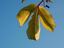 a leaf in shading on blue sky background photo