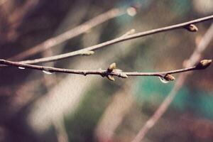 ramas de primavera con gotas foto