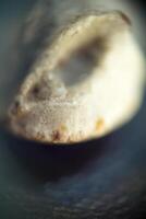 Supermacro of Fossilized Shell photo