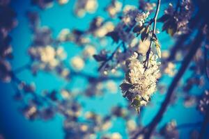 White Spring Blooming Trees Retro photo