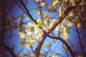árboles florecientes de primavera blanca retro foto