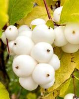 snowberry symphoricarpos albus con bayas blancas en primer plano de bush. foto