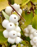 snowberry symphoricarpos albus con bayas blancas en primer plano de bush. foto