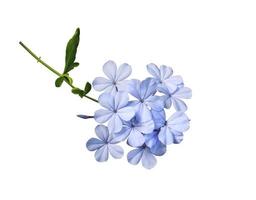 White plumbago or Cape leadwort flowers. Close up blue flowers bouquet isolated on white background. Top view exotic flower bunch. photo
