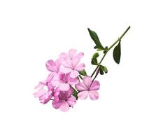 White plumbago or Cape lead wort flowers. Close up pink-purple small flower bouquet isolated on white background. photo