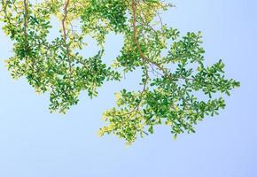 hoja verde con cielo azul claro foto