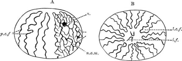 Nucleus Showing Chromatic Filaments, vintage illustration. vector