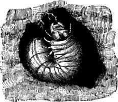 May Beetle Larva, vintage illustration. vector