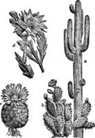 ilustración vintage de varios cactus. vector