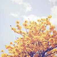 Yellow flower on the top of tree with retro filter effect photo