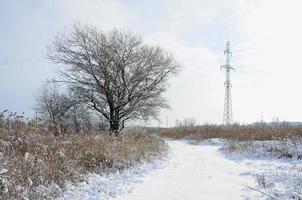 The power line tower is located in a marshy area, covered with snow. Large field of yellow bulrushes photo